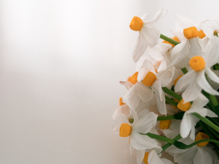 White flowers on white with copy space