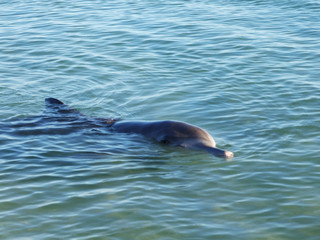 dolphins