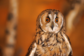 Owl sitting in cage