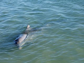 Naklejka premium dolphins