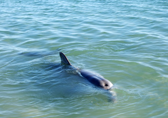 dolphins