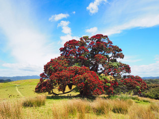 Pohutukawa native christmas tree in New Zealand 