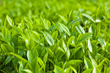 Fresh leaves of green tea close up background
