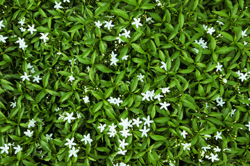 Fototapeta na wymiar Green leaf wall background in the public park.