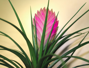 Цветок тилландсия