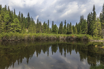 Mountain lake in pine forest