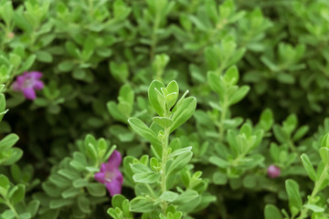 Little green plants.