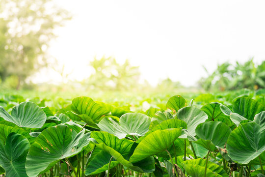 Taro field with sunlight