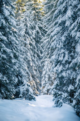 Silence of wild nature. High trees on the mountain hills covered with snow at sunrise in the morning. Winter landscape with beautiful sky with blue and pink colors.