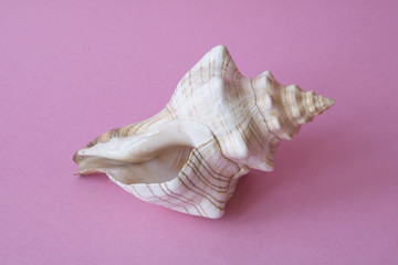 Sea Shell on Pink Background