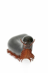 Tropischer Tausendfüßler