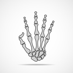 Hand bone skeleton. Vector illustration