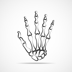 Hand bone skeleton. Vector illustration