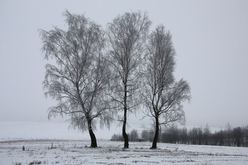 Three birches among a winter field./In the winter slightly foggy morning among a snow-covered field there are three birches covered with hoarfrost. Bushes are in the distance visible.