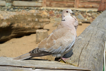 Eurasian Collared Dove perched on woooden bench, Streptopelia decaocto,