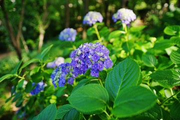 あじさい