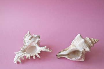 Sea Shell on Pink Background