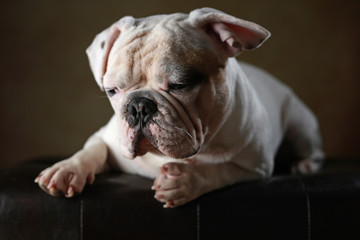 Englische Bulldogge im Studio
