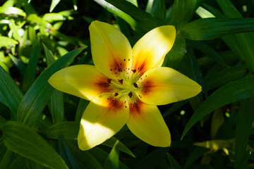 Fototapeta premium Lily Flowers