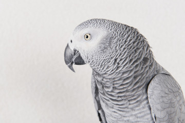 Obraz premium parrot in studio