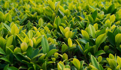 Little green plants.