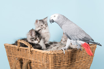 parrot and maine coon kittens