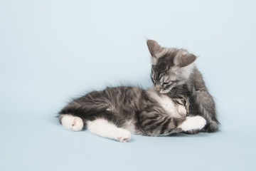 Maine coon kittens washing each other