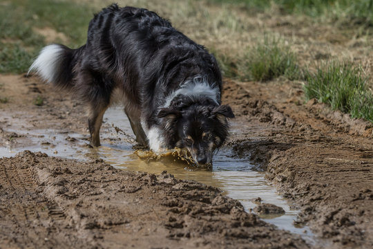 Hundespaziergang im Wald