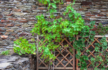 Fototapeta na wymiar Background stone brown wall with green plants and wooden lattice