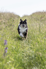 Australian Shepherd Hund im Frühling mit Blumen