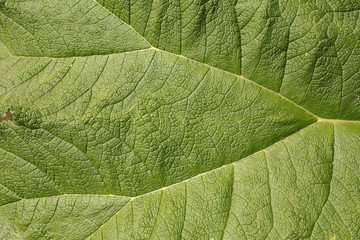 Grünes Mammutblatt mit Blattadern