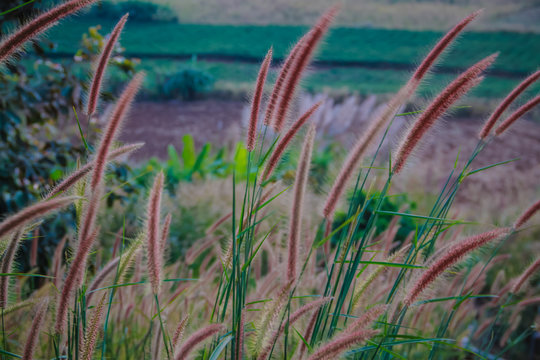 Abstract soft blurred of Pennisetum pedicellatum, desho grass, desho,Paragrass, buffalograss, panicum grass,Brachiaria mutica, grass dancing in the breeze with pastel colorful style tone.