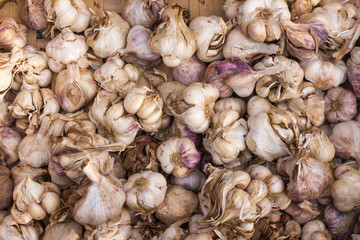 lot of Garlic on a pile in a wooden box