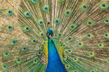 Obraz premium Closeup of a male peacock spreading his feathers