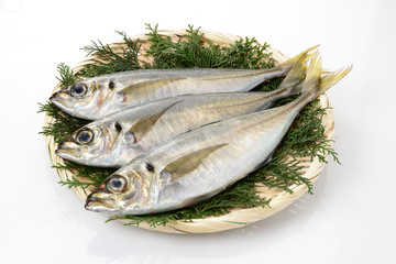 鯵