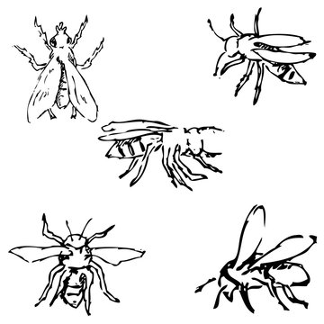Flies. Sketch by hand. Pencil drawing. Vector image
