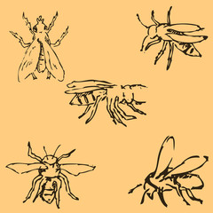 Flies. Sketch by hand. Pencil drawing by hand. Vector image. The image is thin lines. Vintage