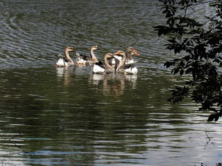 Patos na água.