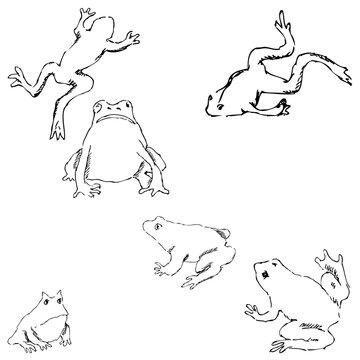 Frogs. Sketch by hand. Pencil drawing by hand. Vector image. The image is thin lines