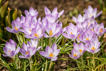 Purple  crocuses  germinate in the spring in the garden. Symbol of spring.