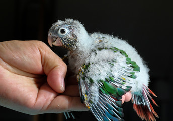 Conure fledging hand bred