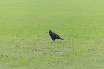Raven on grass