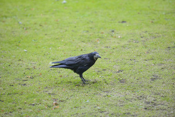 Common Raven