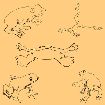 Frogs. Sketch by hand. Pencil drawing by hand. Vector image. The image is thin lines. Vintage