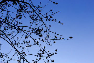 siluate tree on sky background, shadow tree on blue background