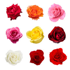 colection of nine beautiful rose flower isolated on white background contain white, red, yellow and pink rose flower