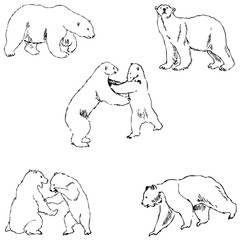 The Bears. Sketch by hand. Pencil drawing by hand. Vector image. The image is thin lines