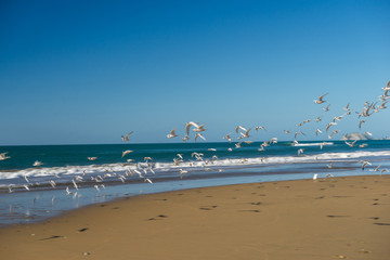 Fototapeta premium Flock of common gulls. Seagulls flying over beach.
