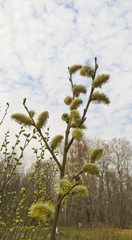 Pussy willow on early spring