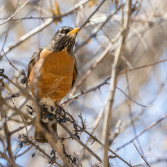 American robin in tree, in central New Mexico